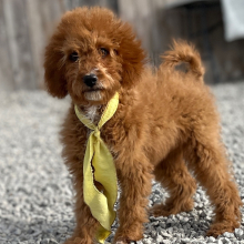 Goldendoodle Puppy Latte