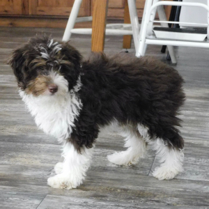 Aussiedoodle Puppy Earl