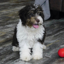 Aussiedoodle Puppy Earl