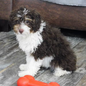 Aussiedoodle Puppy Earl
