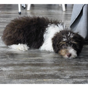 Aussiedoodle Puppy Earl