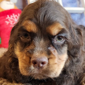 Cocker Spaniel Puppy Gwen
