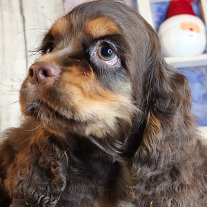 Cocker Spaniel Puppy Gwen
