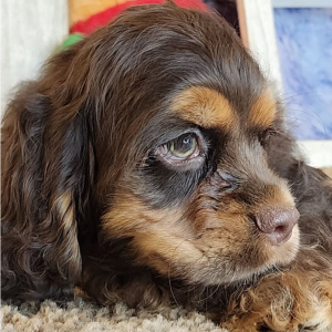 Cocker Spaniel Puppy Gwen