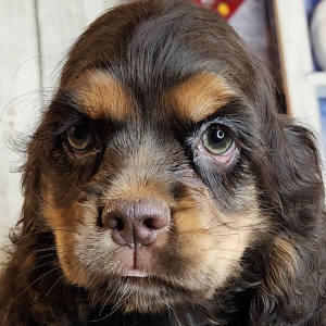 Cocker Spaniel Puppy Gwen