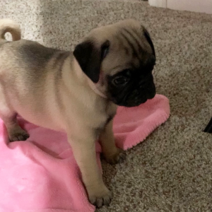 Pug Puppy Titan