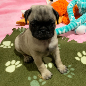 Pug Puppy Titan