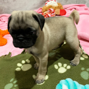Pug Puppy Titan