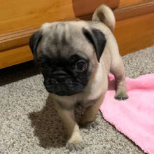 Pug Puppy Titan