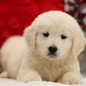Golden Retriever Puppy Max