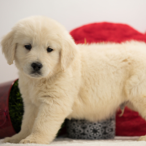 Golden Retriever Puppy Max