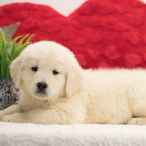 Golden Retriever Puppy Max