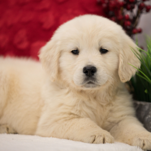Golden Retriever Puppy Max