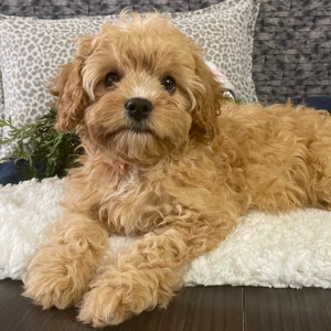 Cavapoo Puppy Roxanne