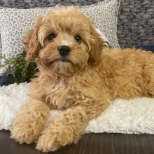 Cavapoo Puppy Roxanne