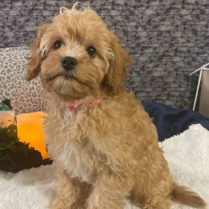 Cavapoo Puppy Roxanne