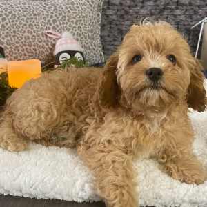 Cavapoo Puppy Roxanne