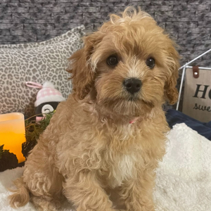 Cavapoo Puppy Roxanne