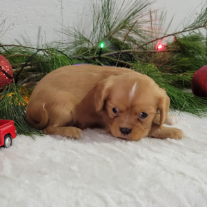 Cavalier King Charles Spaniel Puppy Rudolph