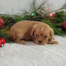 Cavalier King Charles Spaniel Puppy Rudolph
