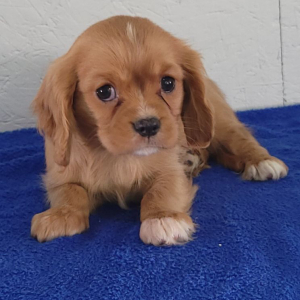 Cavalier King Charles Spaniel Puppy Rudolph