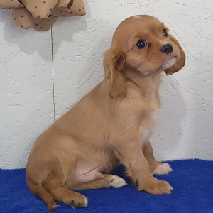 Cavalier King Charles Spaniel Puppy Rudolph