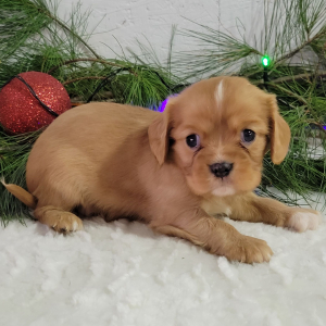 Cavalier King Charles Spaniel Puppy Rudolph