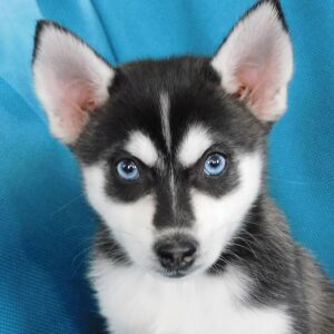 Pomsky Puppy Hope