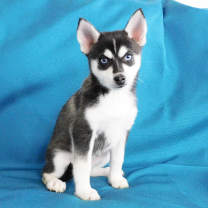 Pomsky Puppy Hope