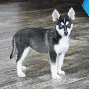 Pomsky Puppy Hope