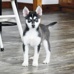 Pomsky Puppy Hope