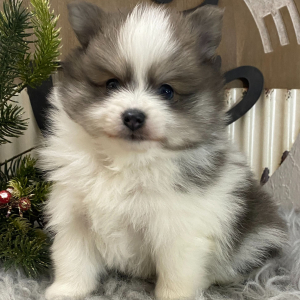Pomeranian Puppy Nixon