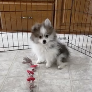 Pomeranian Puppy Nixon