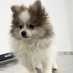 Pomeranian Puppy Nixon