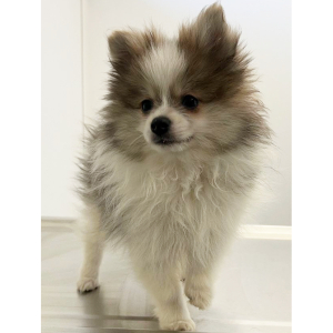 Pomeranian Puppy Nixon
