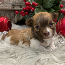 Havanese Puppy Almond