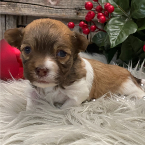 Havanese Puppy Almond