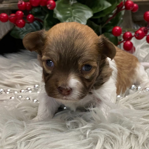 Havanese Puppy Almond