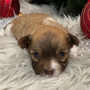 Havanese Puppy Almond