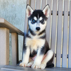 Siberian Husky Puppy Finn