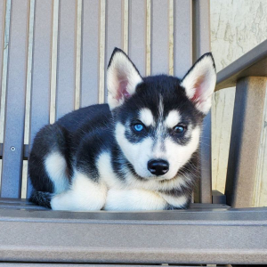 Siberian Husky Puppy Finn