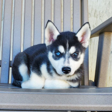 Siberian Husky Puppy Finn