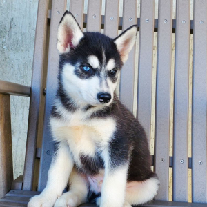 Siberian Husky Puppy Finn