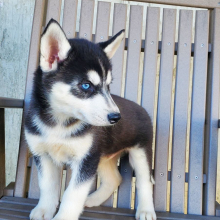 Siberian Husky Puppy Finn