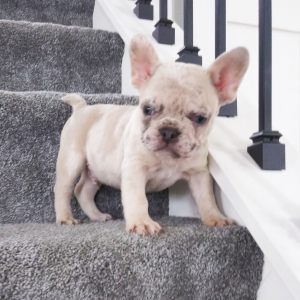 French Bulldog Puppy Echo