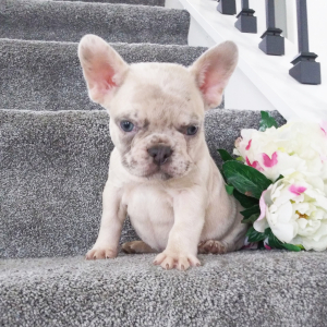 French Bulldog Puppy Echo