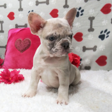 French Bulldog Puppy Echo