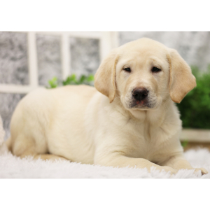 Labrador Retriever Puppy Phoebe