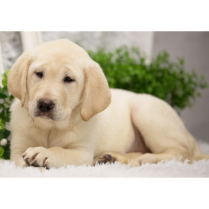 Labrador Retriever Puppy Phoebe
