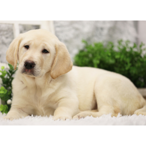 Labrador Retriever Puppy Phoebe